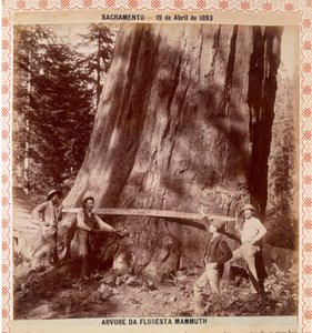 Metsämiehet ovat kaatamassa jättimäistä punapuuta vetosahalla, Sacramento, Kalifornia, 1893 (albumiprintti)